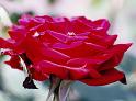 (17) rose